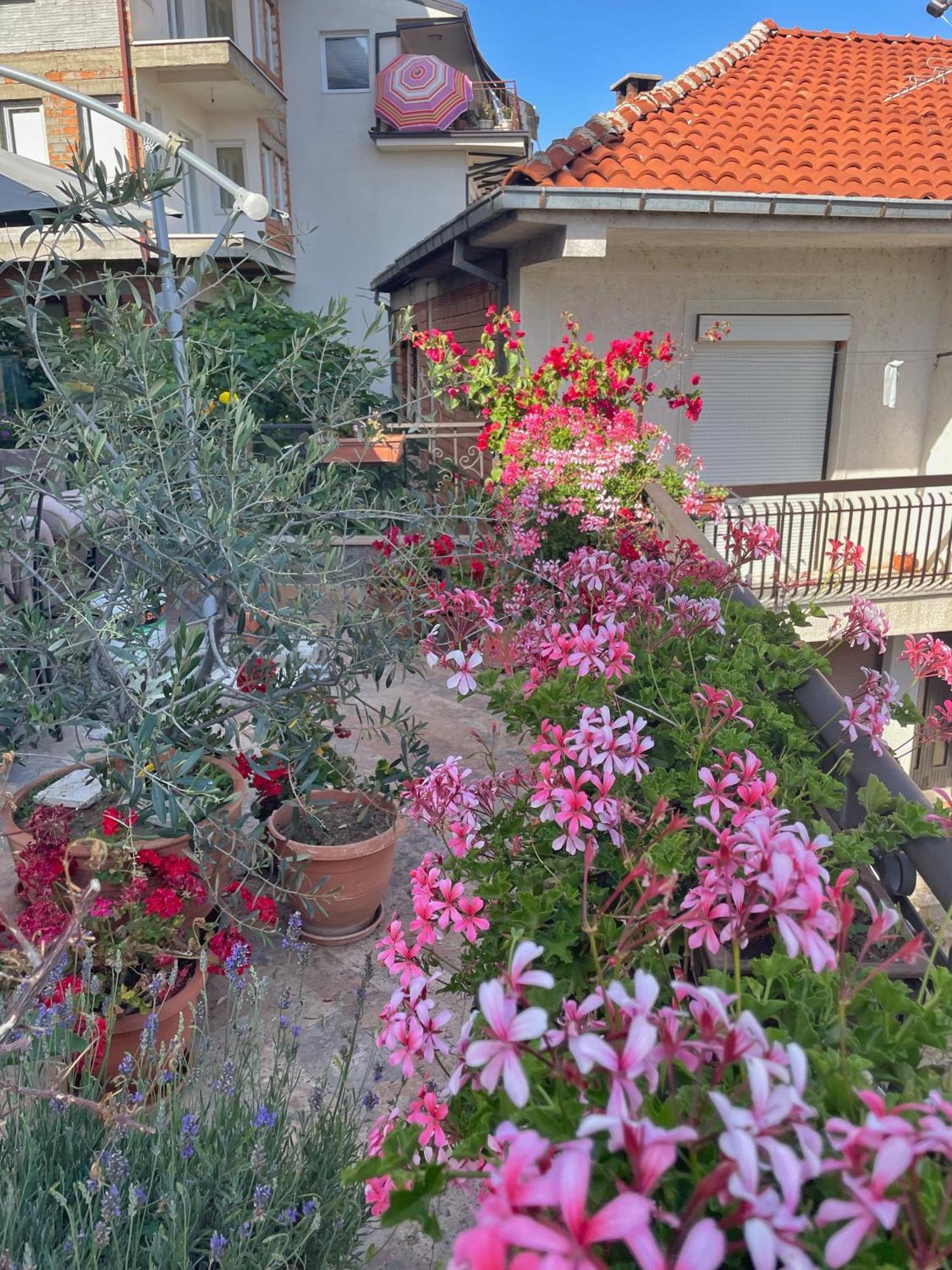 Apartments Evelyn Ohrid Exterior foto